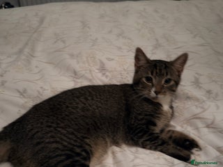 Mixed Breed cats 6 months old little girl tabby - Advert 1