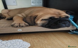 Bullmastiff dogs for sale: K.c registered Bullmastiff puppies  - Image 1
