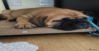 Bullmastiff dogs - Advert 6