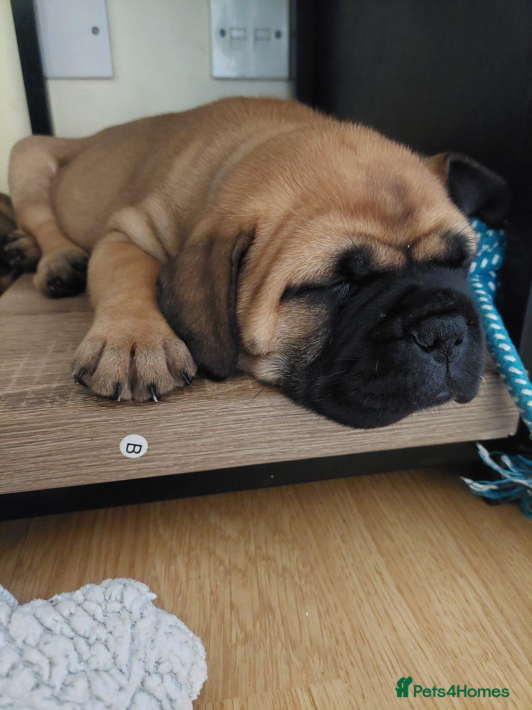 Bullmastiff dogs for sale: K.c registered Bullmastiff puppies  - Image 1
