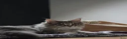 Maine Coon cats for sale: Maine coon kitten  - Advert 2