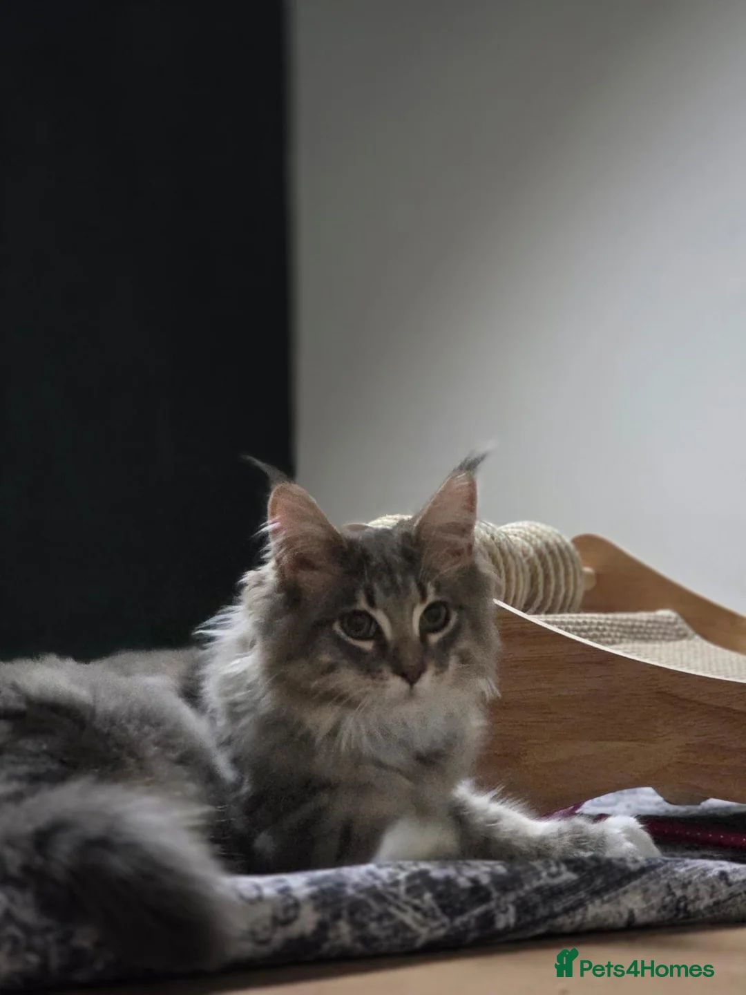 Maine Coon cats for sale: Maine coon kitten  - Advert 2