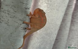 Chameleon reptiles for sale: Pink panther chameleon  - Image 1