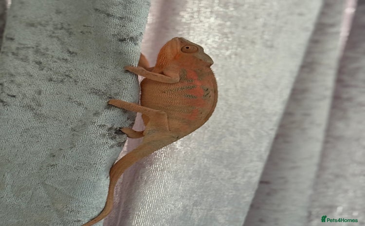 Chameleon reptiles - Advert 4