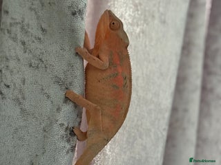 Chameleon reptiles - Advert 2