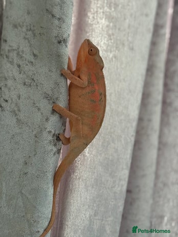 Chameleon reptiles - Advert 1