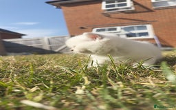 British Longhair cats for sale: 6 Adorable British ShortHair X LongHair kittens .  - Image 15
