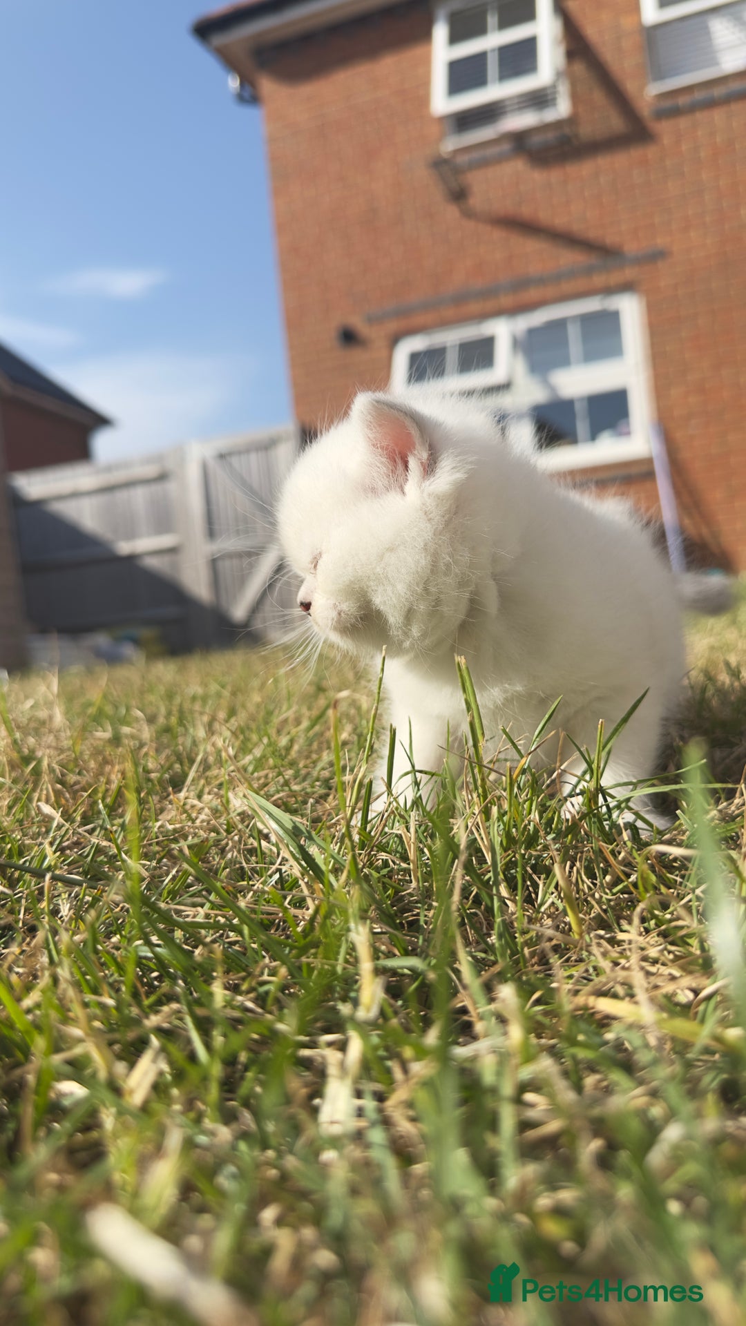 British Longhair cats for sale: 6 Adorable British ShortHair X LongHair kittens .  - Image 15