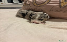 Border Collie dogs for sale: Border collie puppy’s ready to reserve  - Image 25