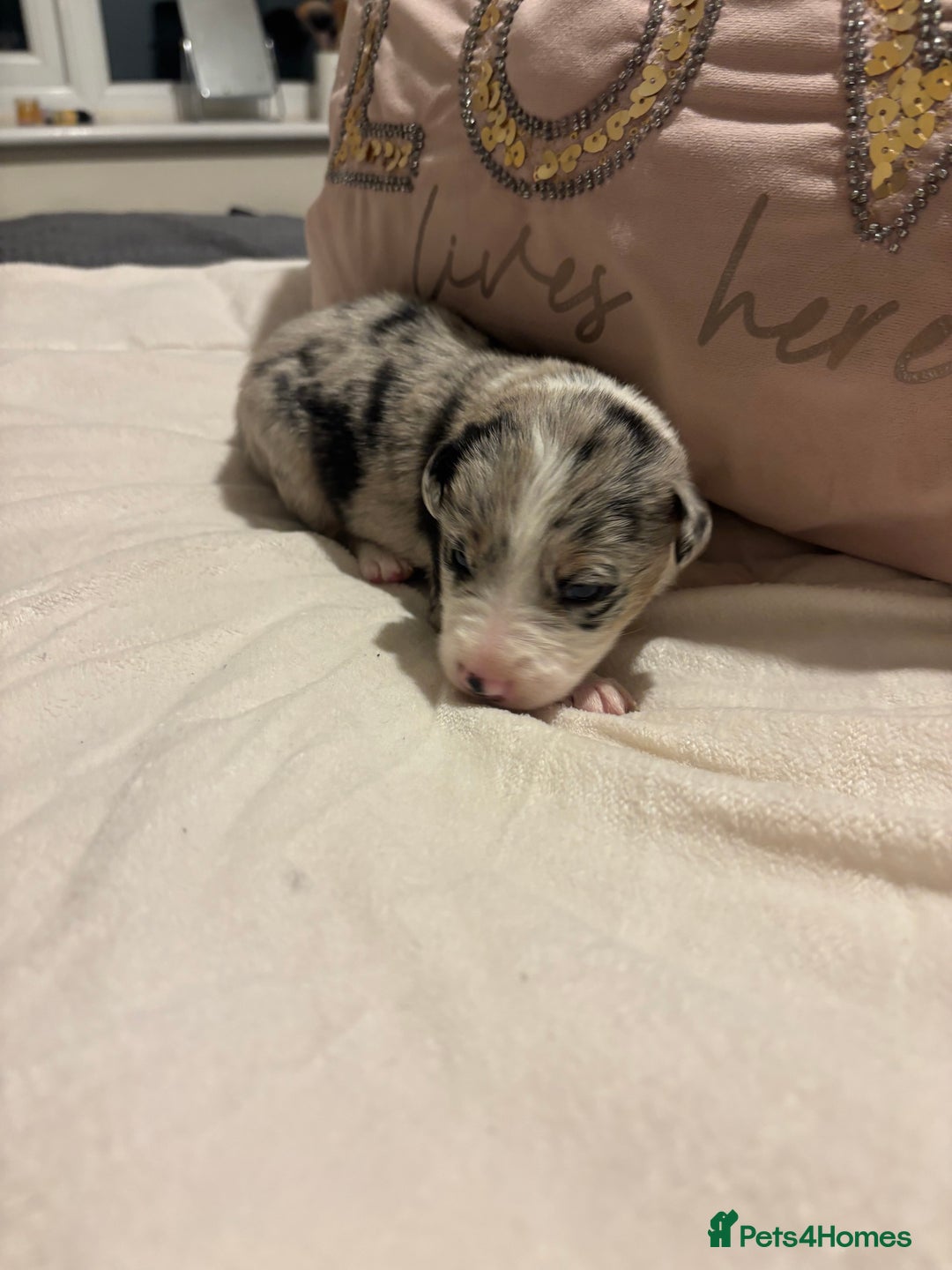 Border Collie dogs for sale: Border collie puppy’s ready to reserve  - Image 25