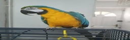 Macaws birds for sale: Blue and Gold Macaw  for sale  - Advert 3