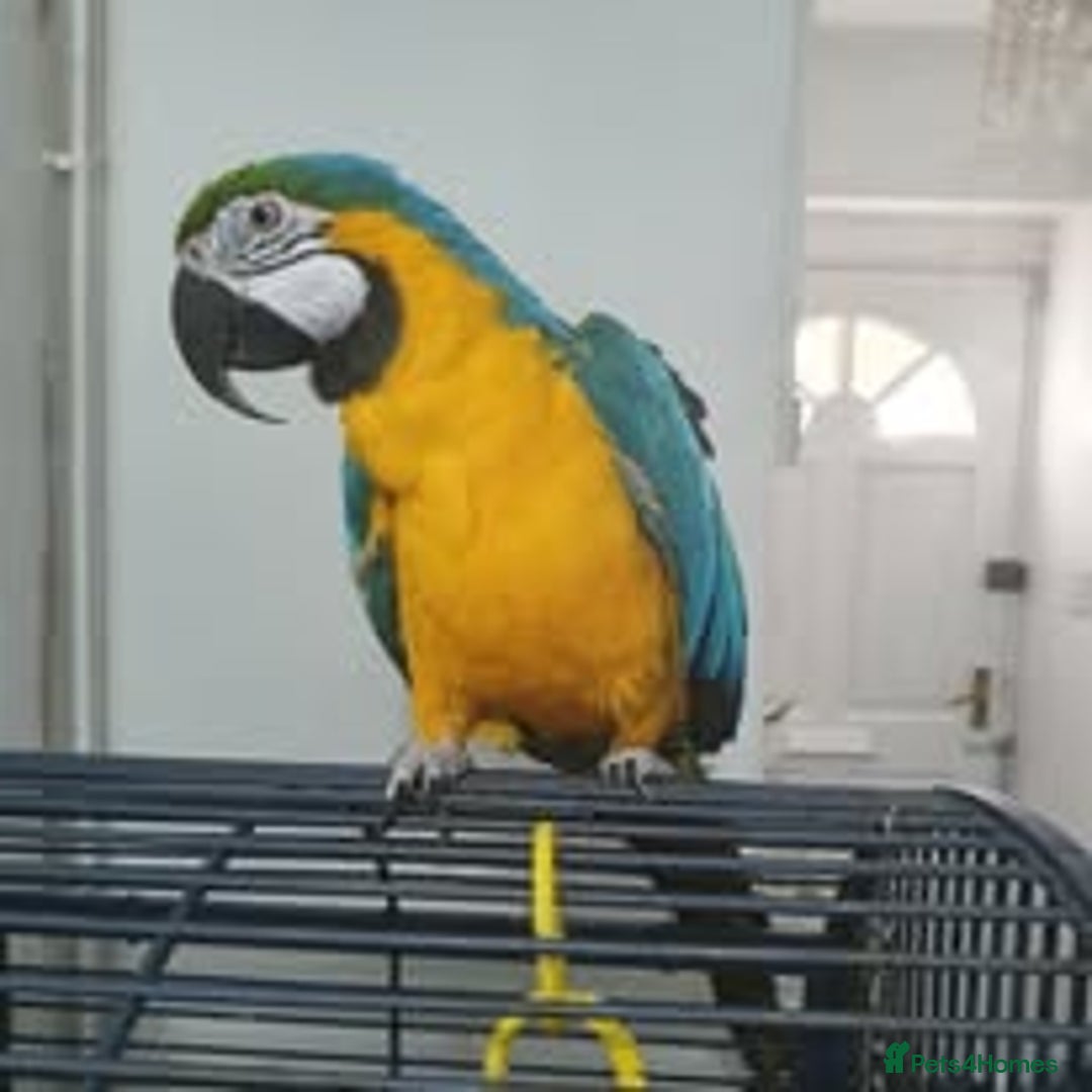 Macaws birds for sale: Blue and Gold Macaw  for sale  - Advert 3