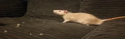 Rat rodents for sale: 2 male dumbo rats  - Advert 4