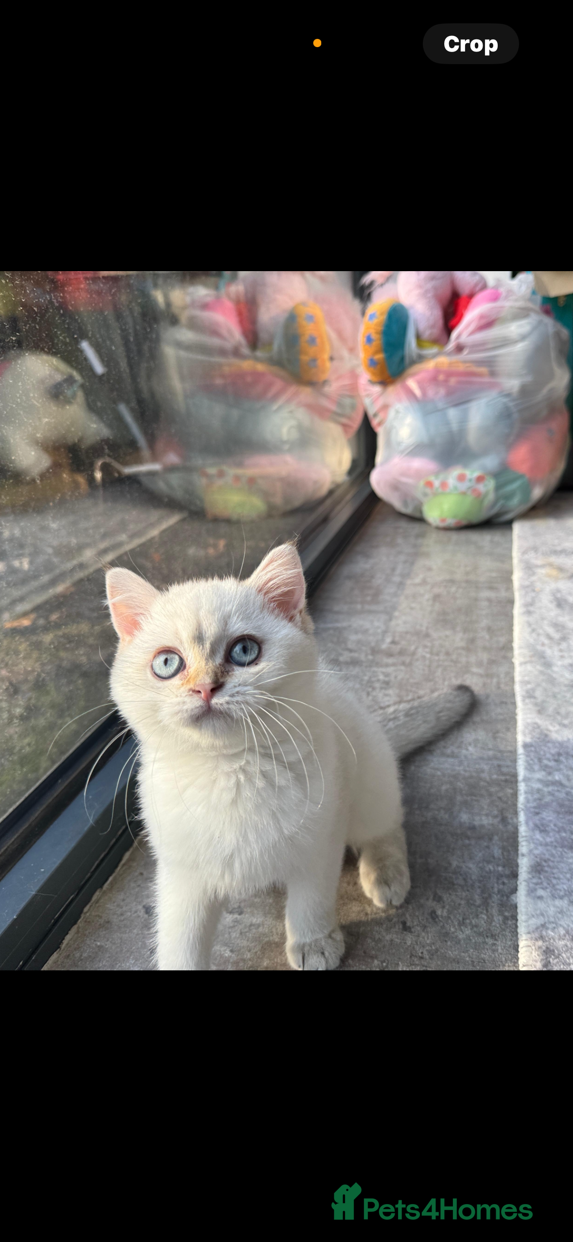 British Shorthair cats GCCF Silver White Chinchilla British Shorthair - Advert 4