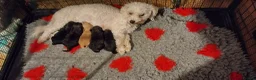 Poochon dogs for sale: ❤️READY NOW! Phantom Poochon pups❤️ - Advert 2