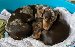 Miniature Dachshund dogs for sale: KC Registered Miniature Dachshund Puppies For Sale - Image 6