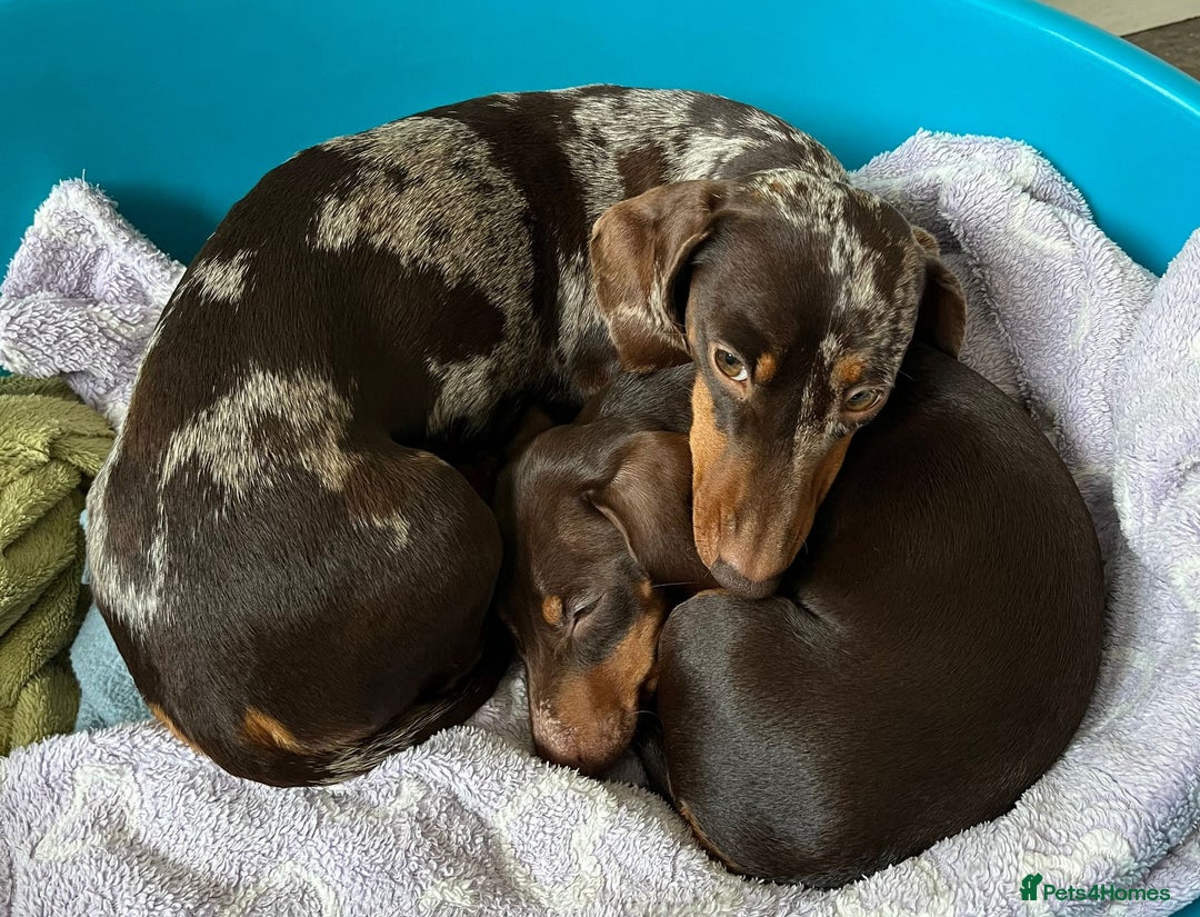 Miniature Dachshund dogs for sale: KC Registered Miniature Dachshund Puppies For Sale - Image 6