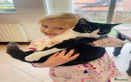 Mixed Breed cats for sale: Looking for a good home  - Image 5