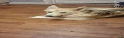 Mixed Breed dogs for sale: Alaskan shepherd  - Advert 7