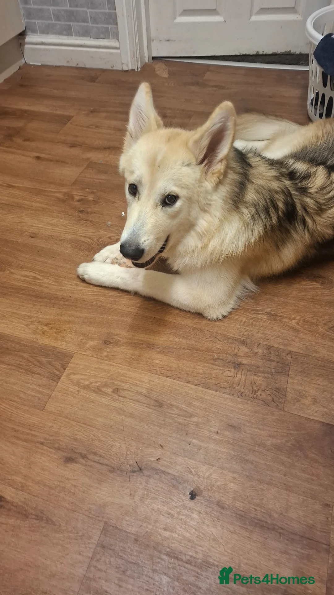 Mixed Breed dogs for sale: Alaskan shepherd  - Advert 7