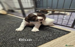 English Springer Spaniel dogs for sale: Springer spaniel pups  - Image 7