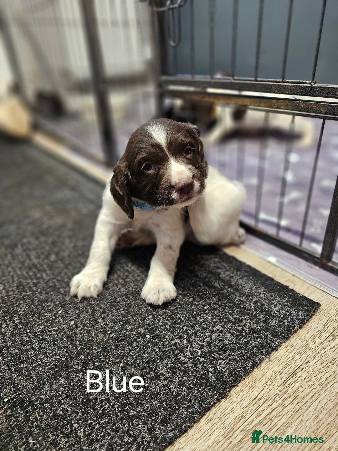 English Springer Spaniel dogs for sale: Springer spaniel pups  - Image 7