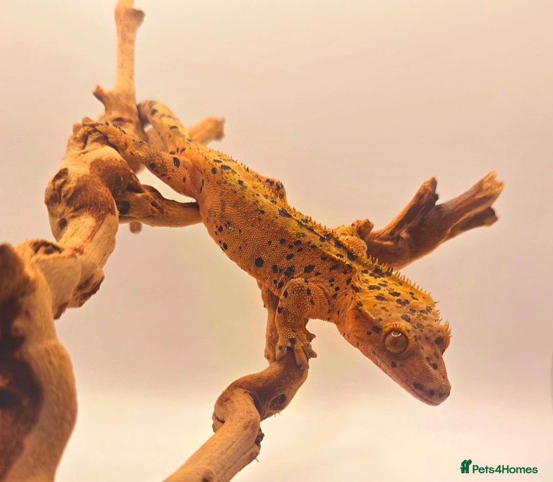 Gecko reptiles for sale: Female Creamscicle Lilly White & SuperDal Male - Image 1