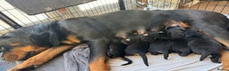 Rottweiler dogs for sale: KC Rottweiler puppies  - Advert 2