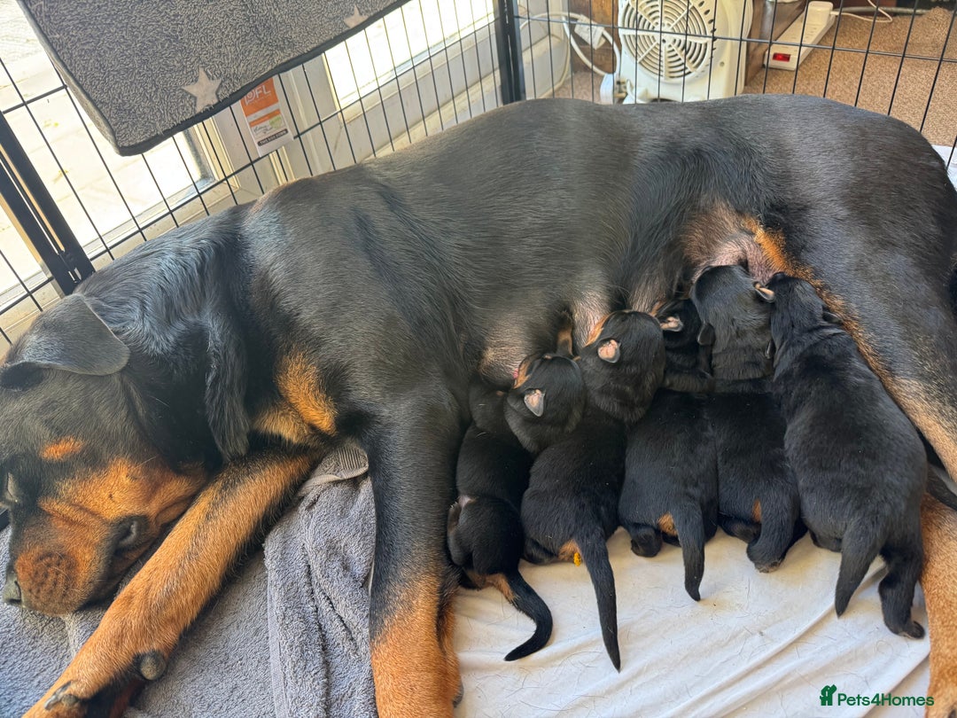 Rottweiler dogs for sale: KC Rottweiler puppies  - Advert 2