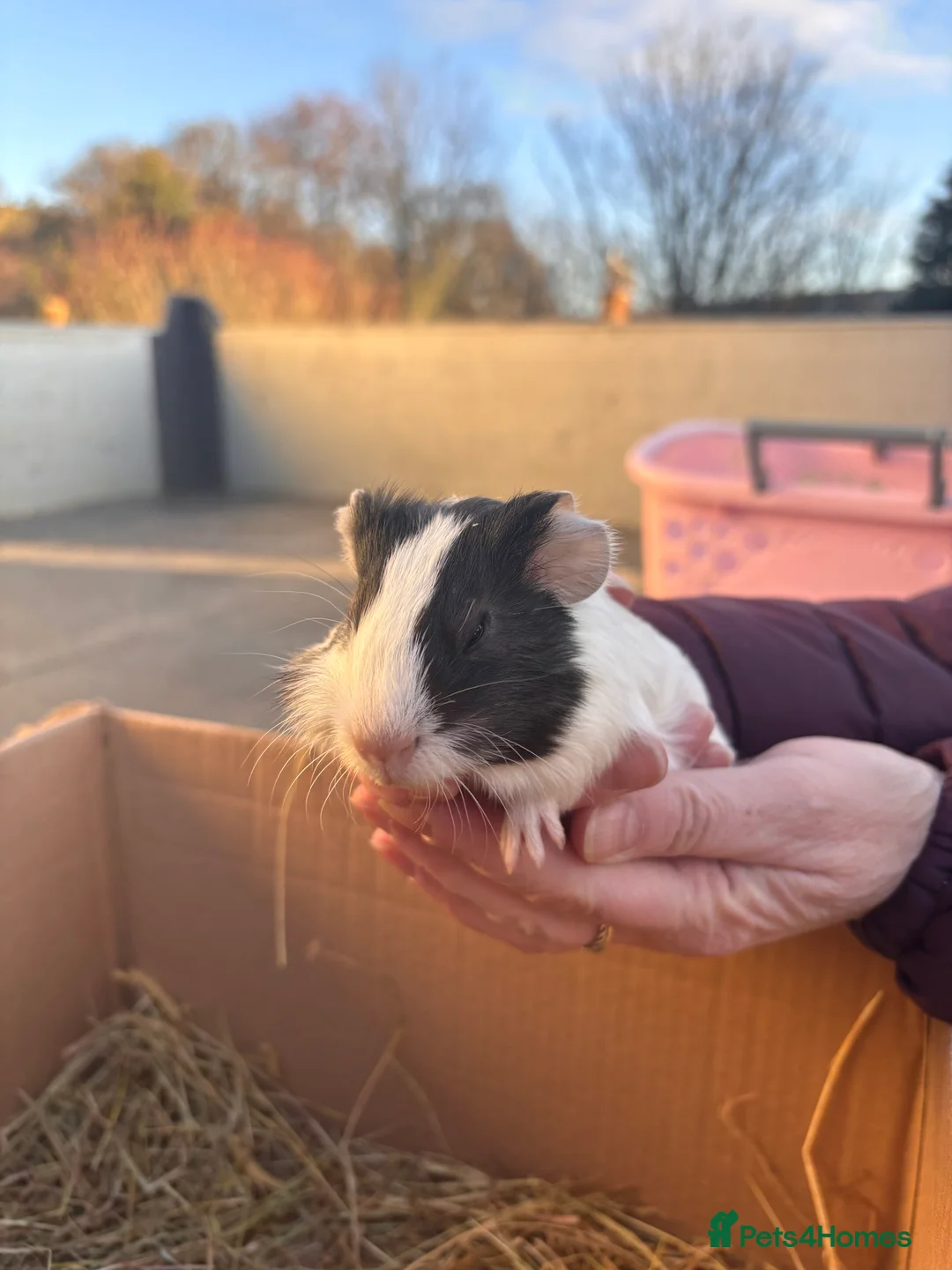 Guinea Pig rodents for sale: Guinea Pigs - Advert 2