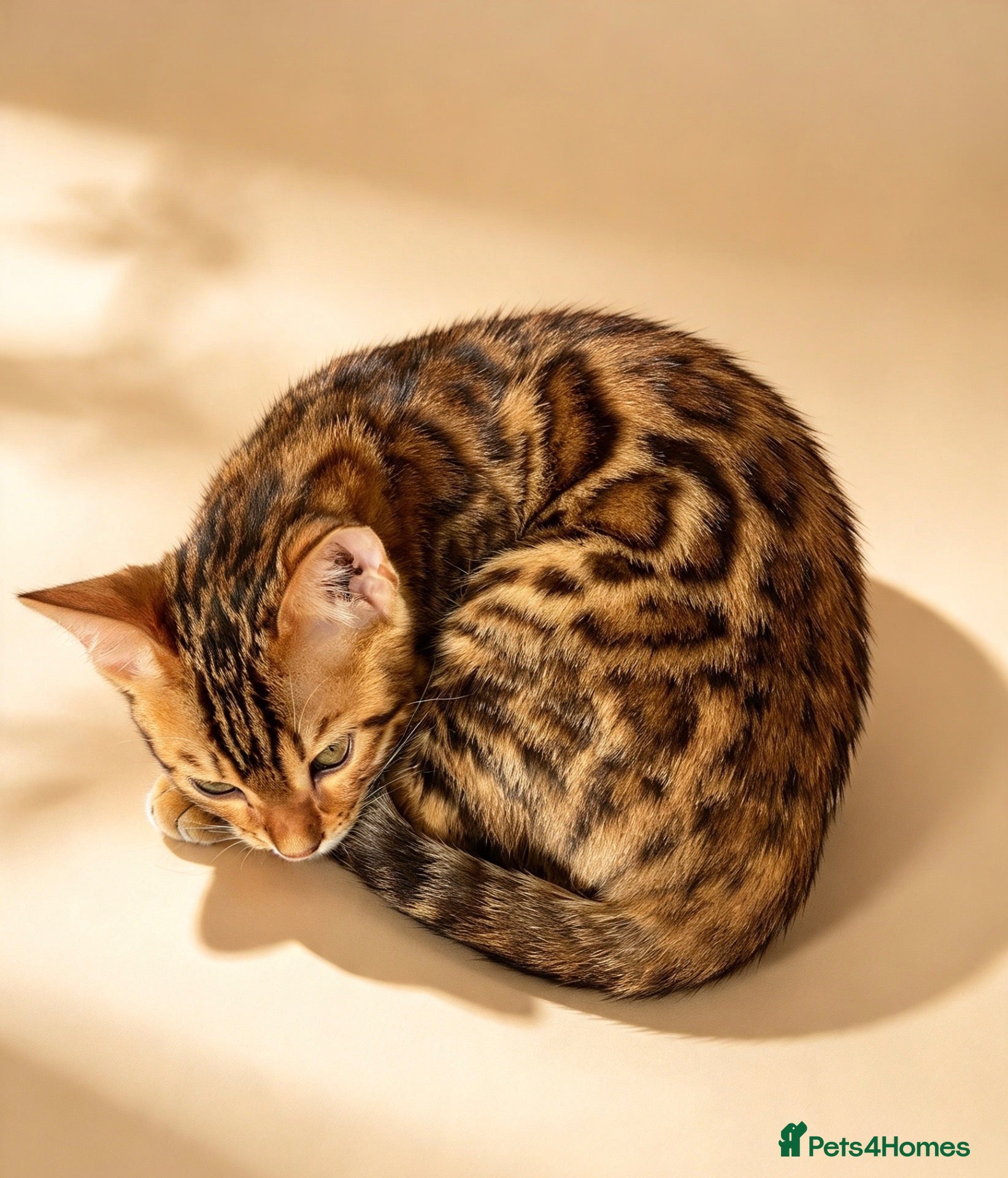 Bengal cats 🐾 BEAUTIFUL TICA REGISTERED BENGAL  – READY NOW  - Advert 8