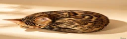 Bengal cats for sale: 🐾 BEAUTIFUL TICA REGISTERED BENGAL  – READY NOW  - Advert 4