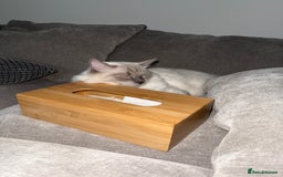 Ragdoll cats for sale: Purebred Ragdoll cat for rehoming - Image 4