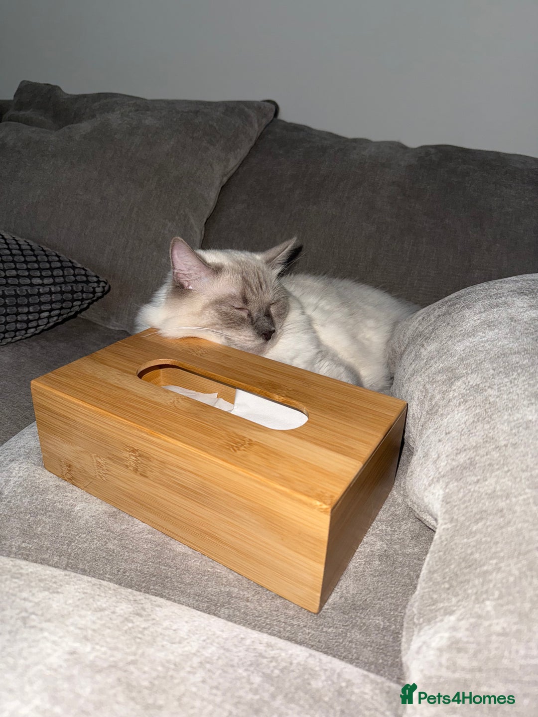 Ragdoll cats for sale: Purebred Ragdoll cat for rehoming - Image 4