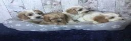Mixed Breed dogs for sale: Adorable Cockalierpoo pups ( so cute) - Advert 8