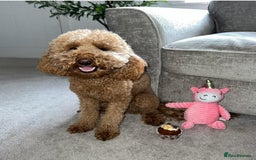 Labradoodle dogs for sale: F1b Miniature Labradoodles  - Image 25