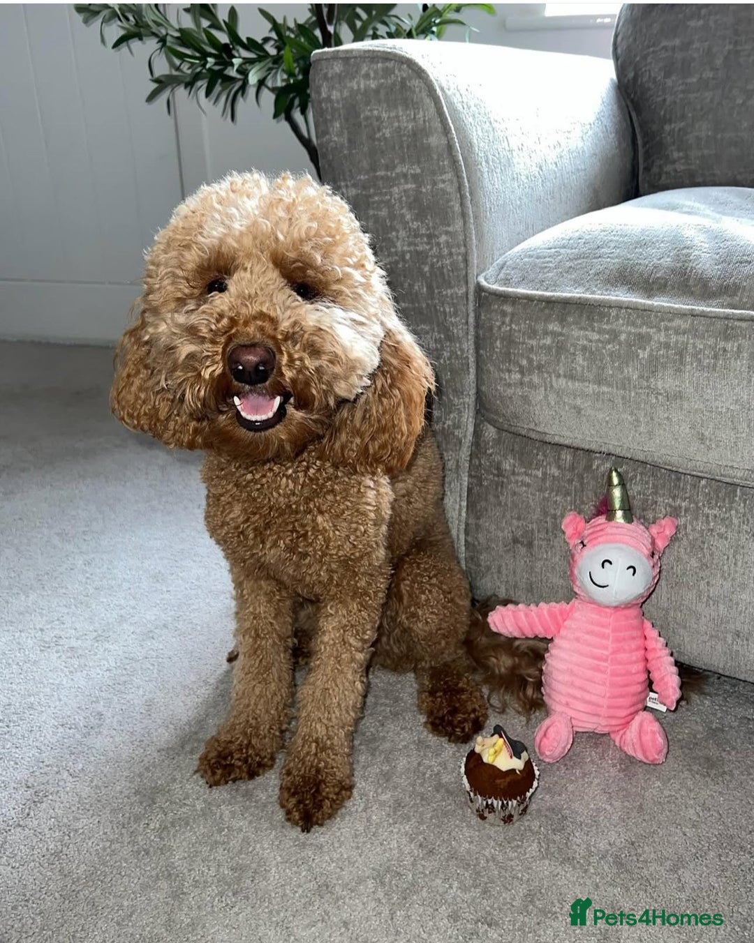 Labradoodle dogs for sale: F1b Miniature Labradoodles  - Image 25