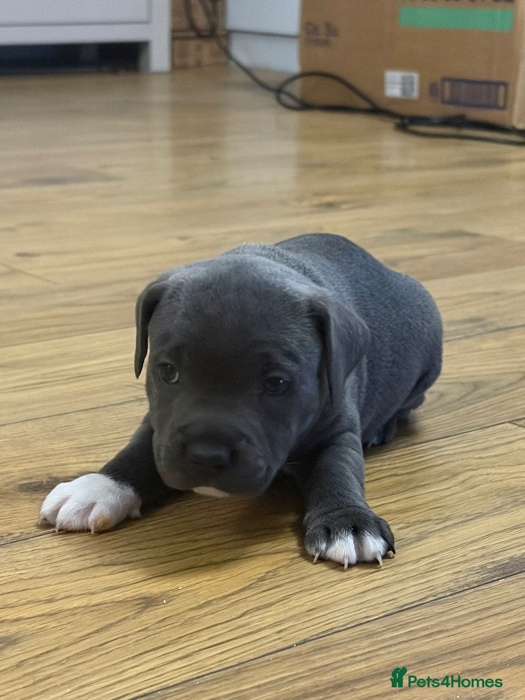 Staffordshire Bull Terrier dogs for sale: Blue Staffordshire bull Terrier pups  - Advert 16