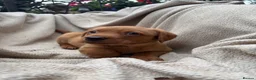 Labrador Retriever dogs for sale: Fox Red Labrador Puppy’s for Sale - Advert 26