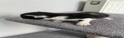 British Shorthair cats for sale: Kittens in Manchester - Advert 9