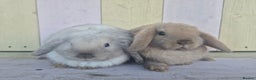 Mini Lop rabbits for sale: 💙 Beautiful and friendly mini lop boys 💙 - Advert 15
