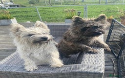 Cairn Terrier dogs for sale: KC reg Cairn Terrier puppies - Image 1