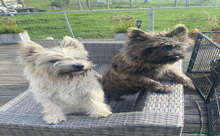 Cairn Terrier dogs - Advert 1