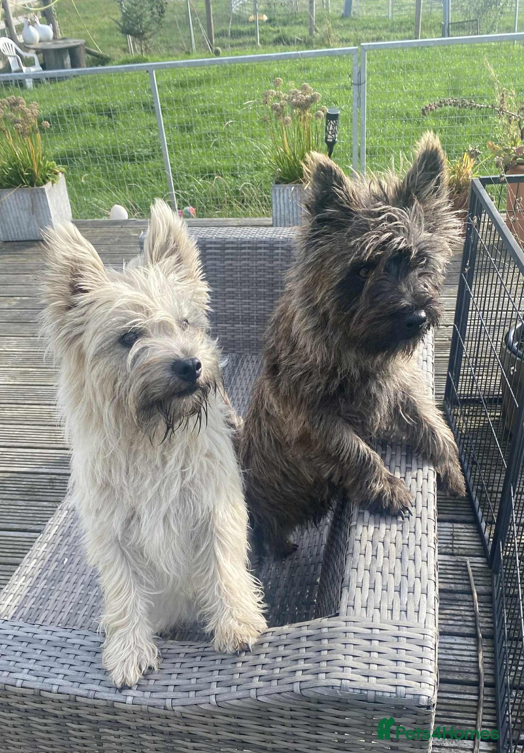 Cairn Terrier dogs for sale: KC reg Cairn Terrier puppies - Image 1
