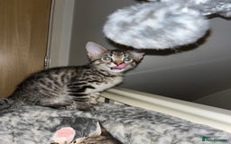 Mixed Breed cats for sale: Beautiful kittens ready for loving new homes.  - Image 35