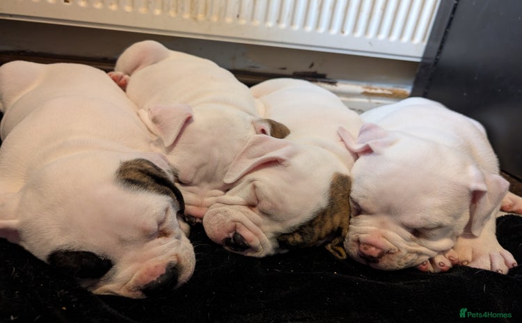 American Bulldog dogs - Advert 4