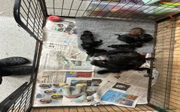 Cocker Spaniel dogs for sale: Kc reg Cocker pups. Black/choc Ready from 20 dec  - Image 1