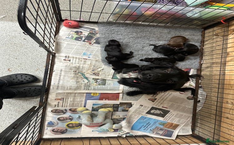 Cocker Spaniel dogs - Advert 15