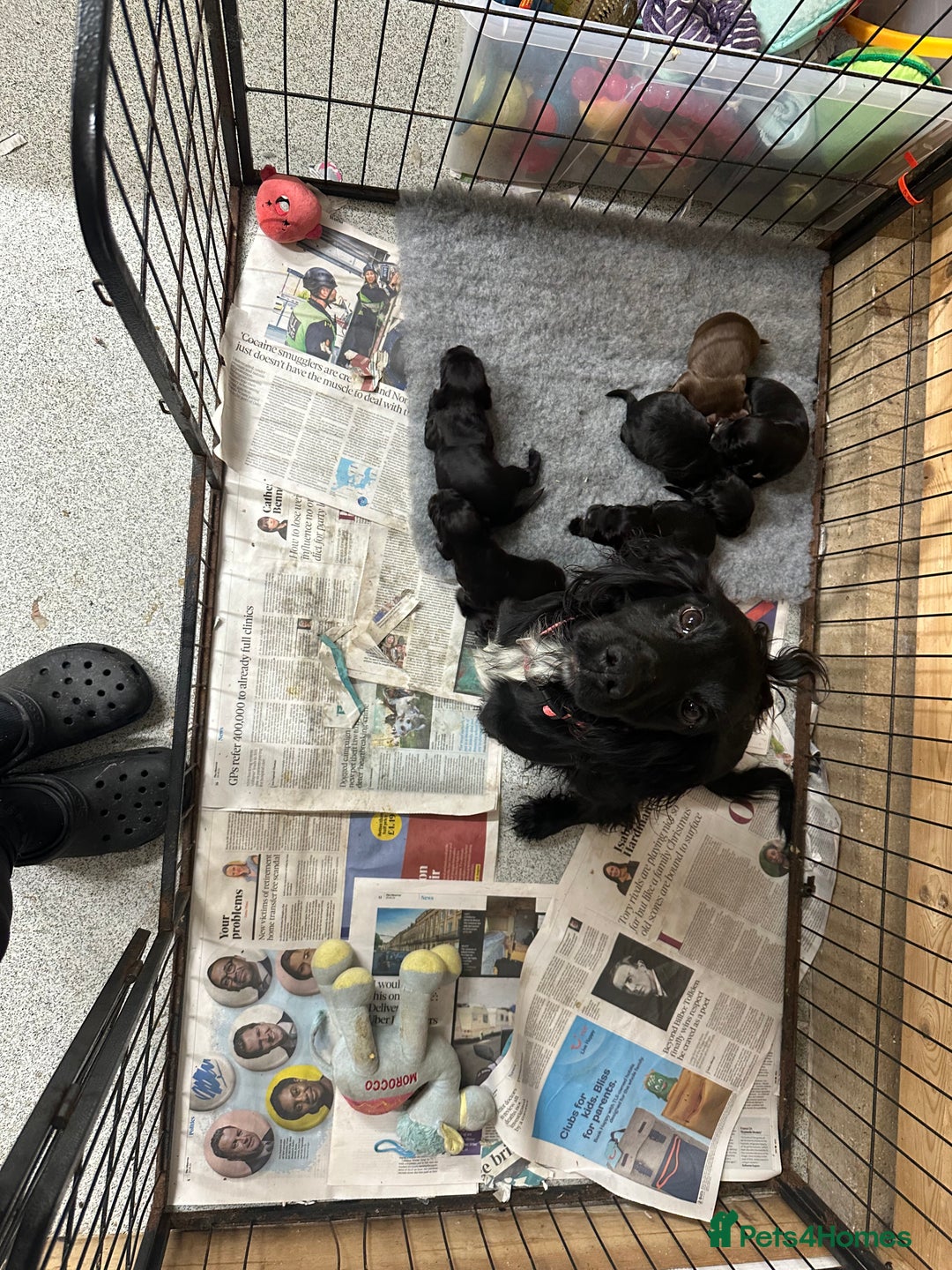 Cocker Spaniel dogs for sale: Kc reg Cocker pups. Black/choc Ready from 20 dec  - Image 1