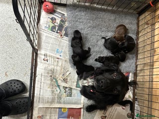 Cocker Spaniel dogs for sale - Advert 3
